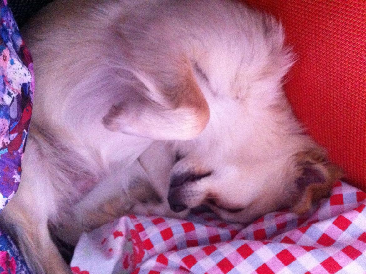 Chihuahua Chanti billede 2