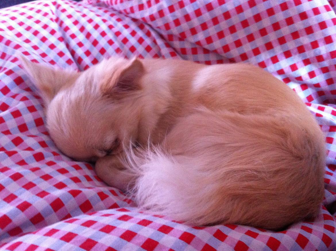 Chihuahua Chanti billede 3