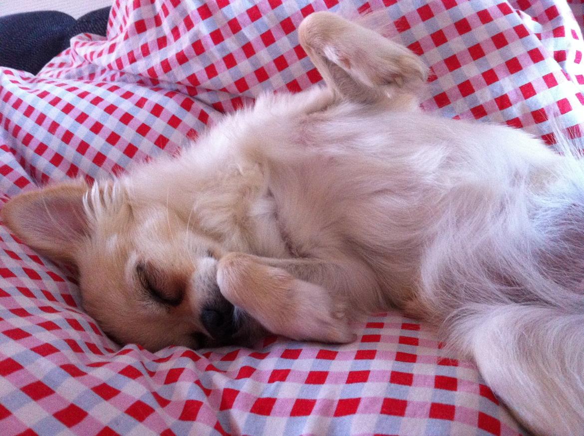 Chihuahua Chanti billede 4