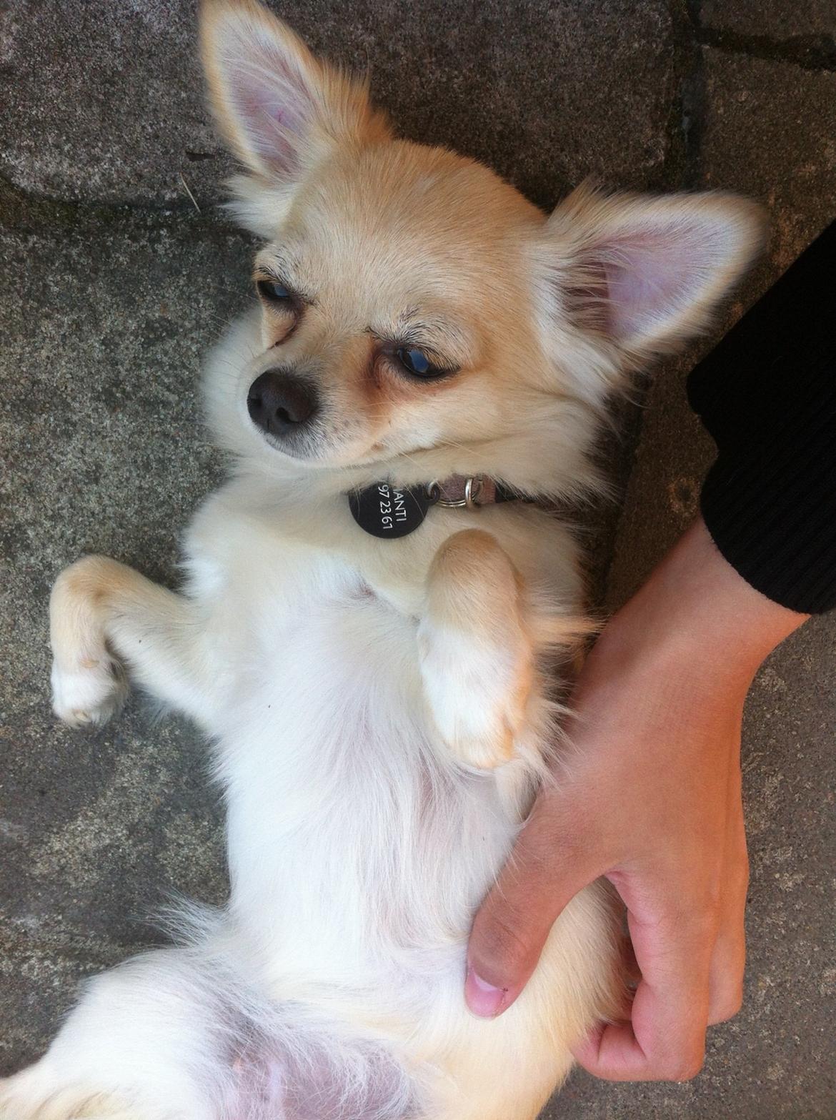 Chihuahua Chanti billede 5