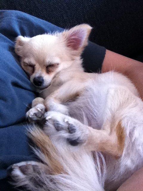 Chihuahua Chanti billede 6