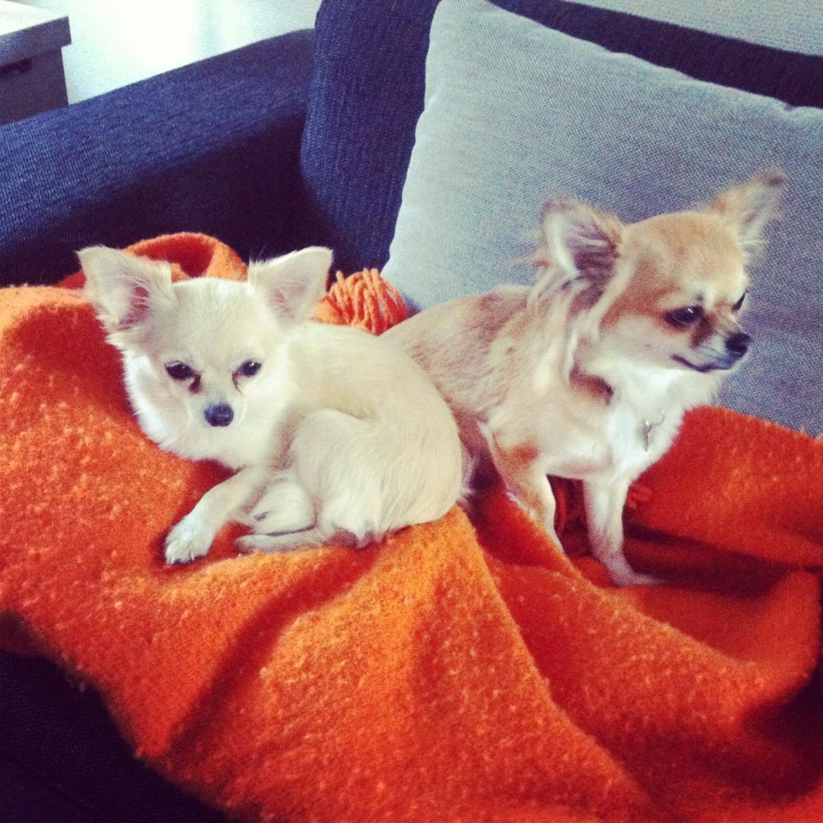 Chihuahua Chanti billede 7