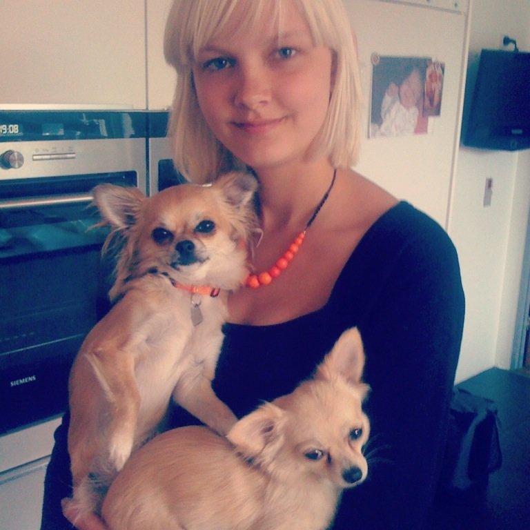 Chihuahua Chanti billede 8