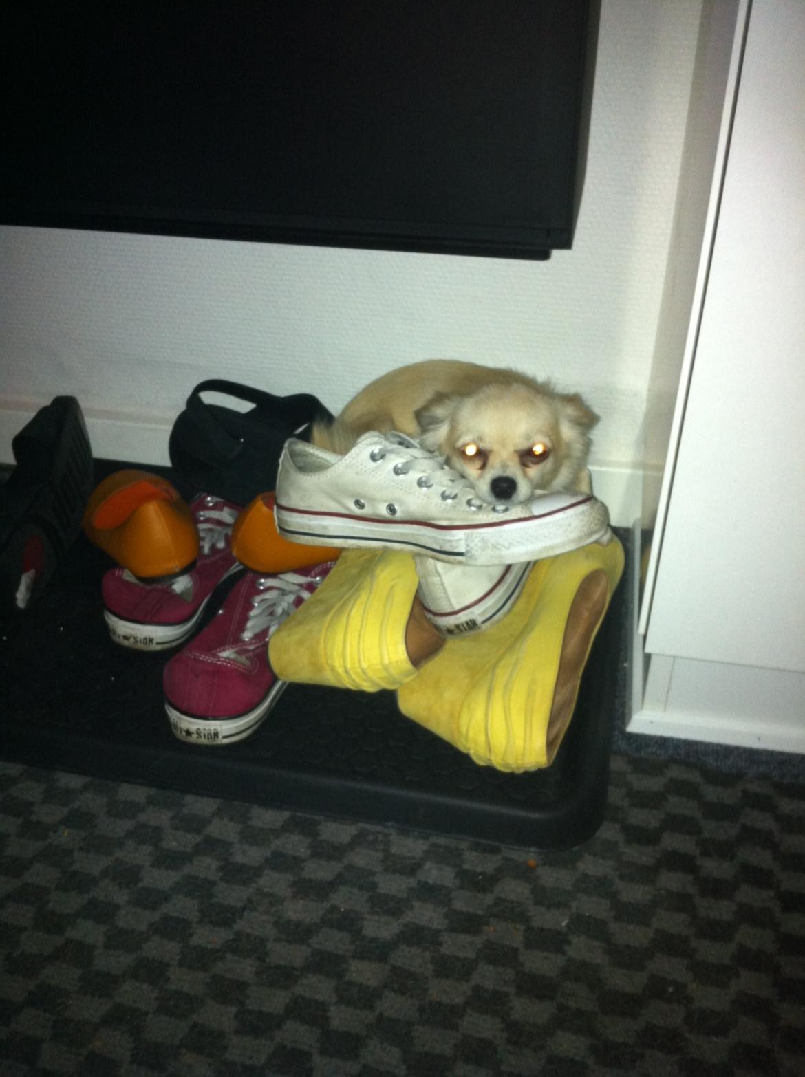 Chihuahua Chanti billede 9