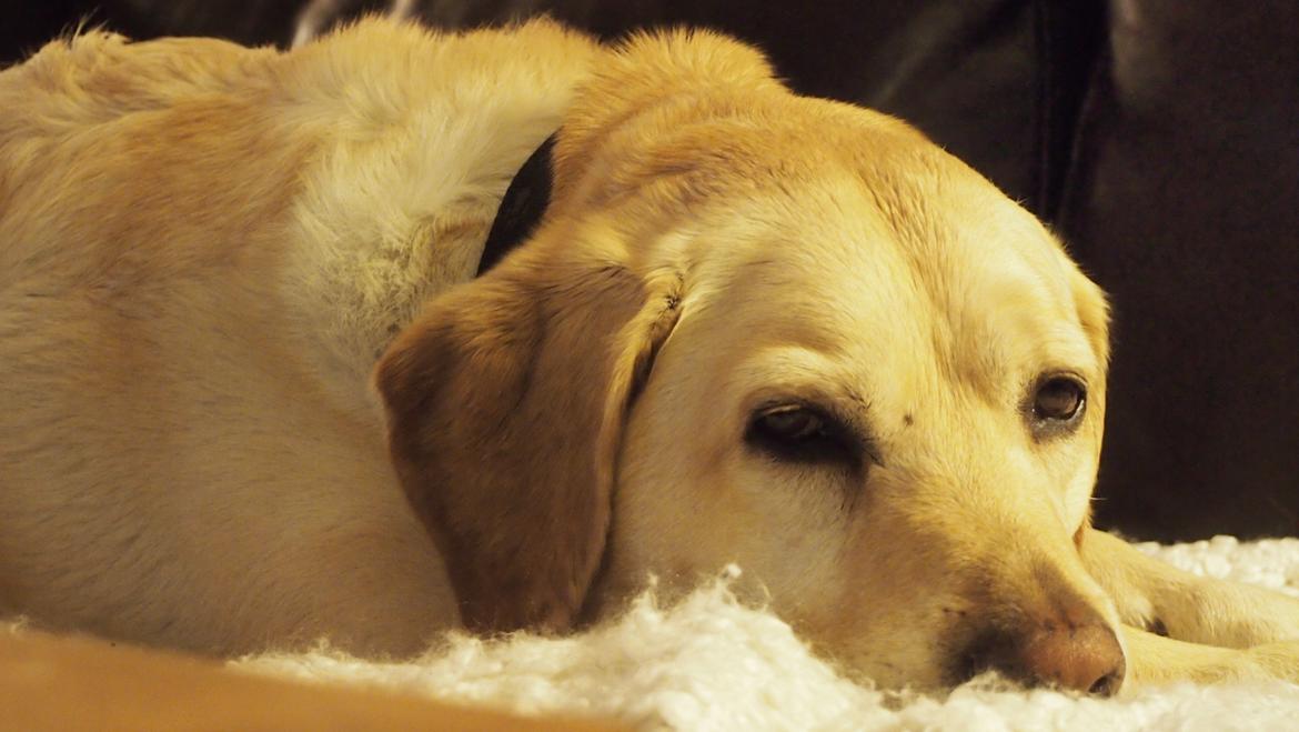 Labrador retriever Woody billede 8