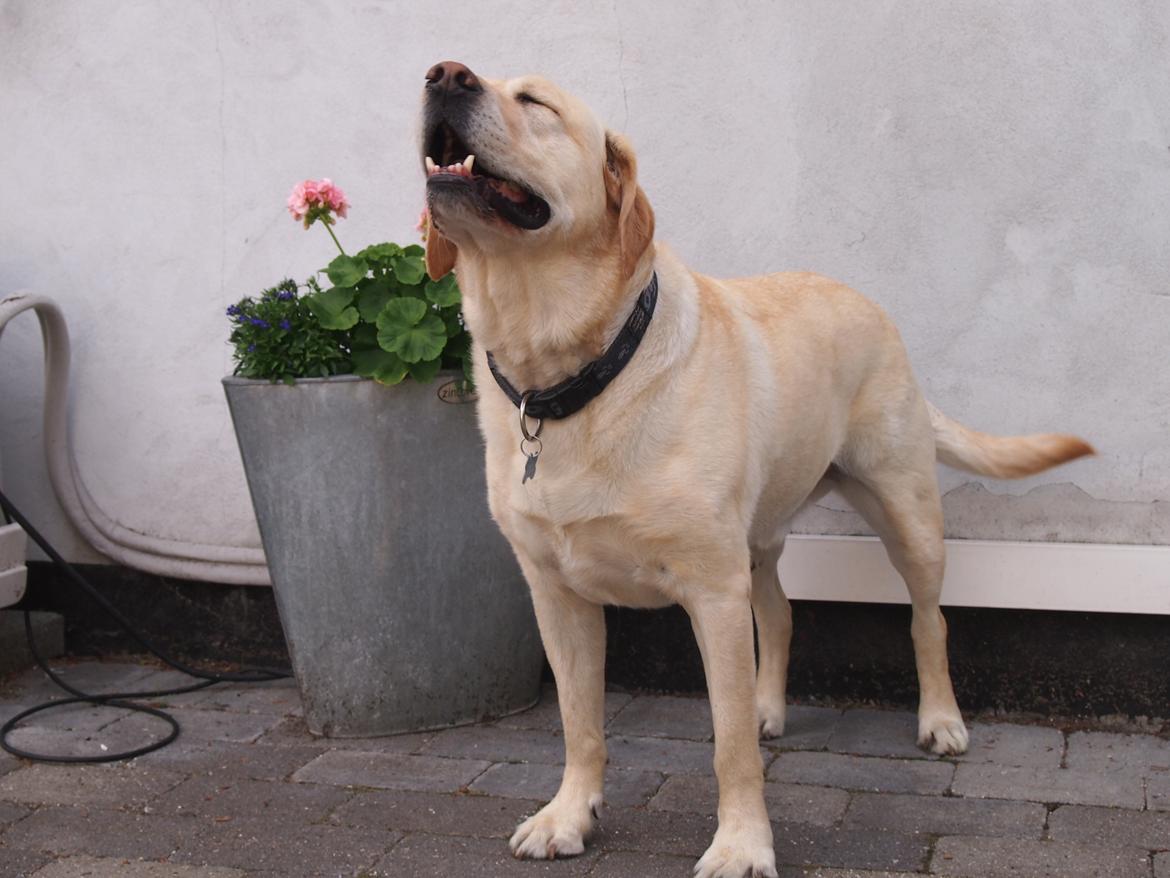 Labrador retriever Woody billede 9