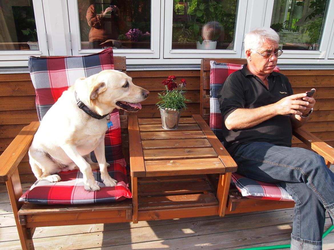 Labrador retriever Woody billede 10