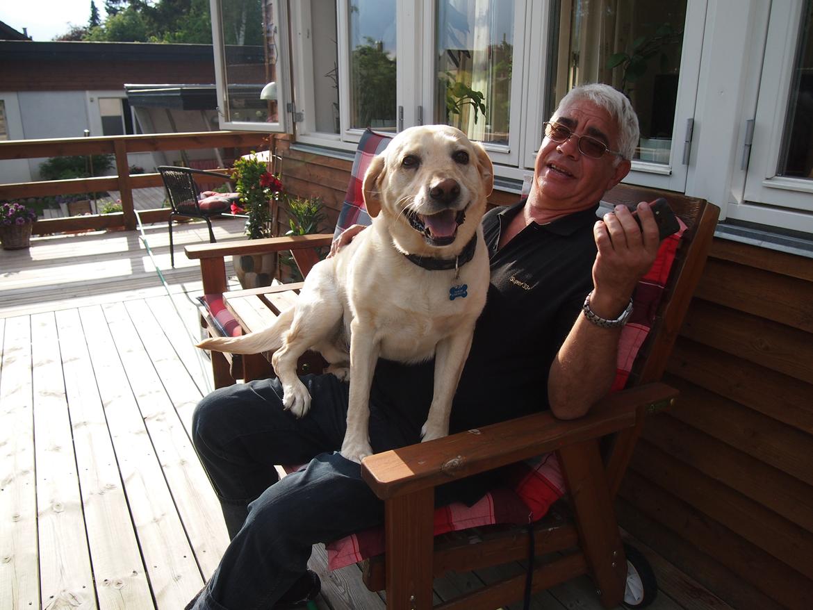 Labrador retriever Woody billede 11