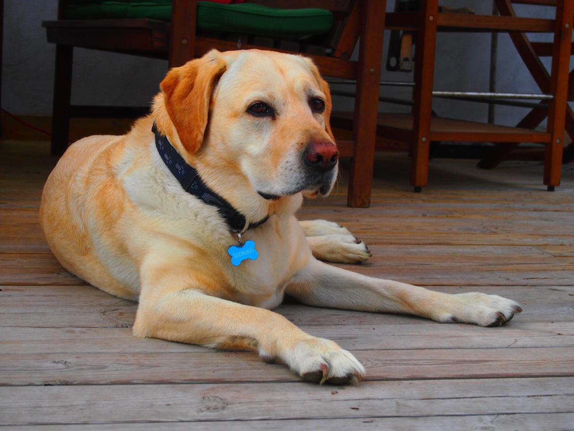 Labrador retriever Woody billede 12