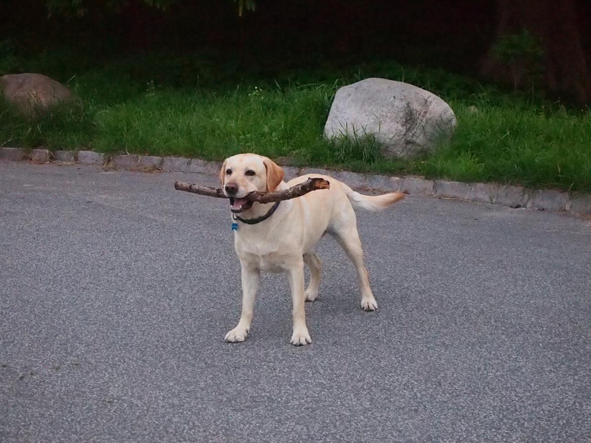 Labrador retriever Woody billede 13