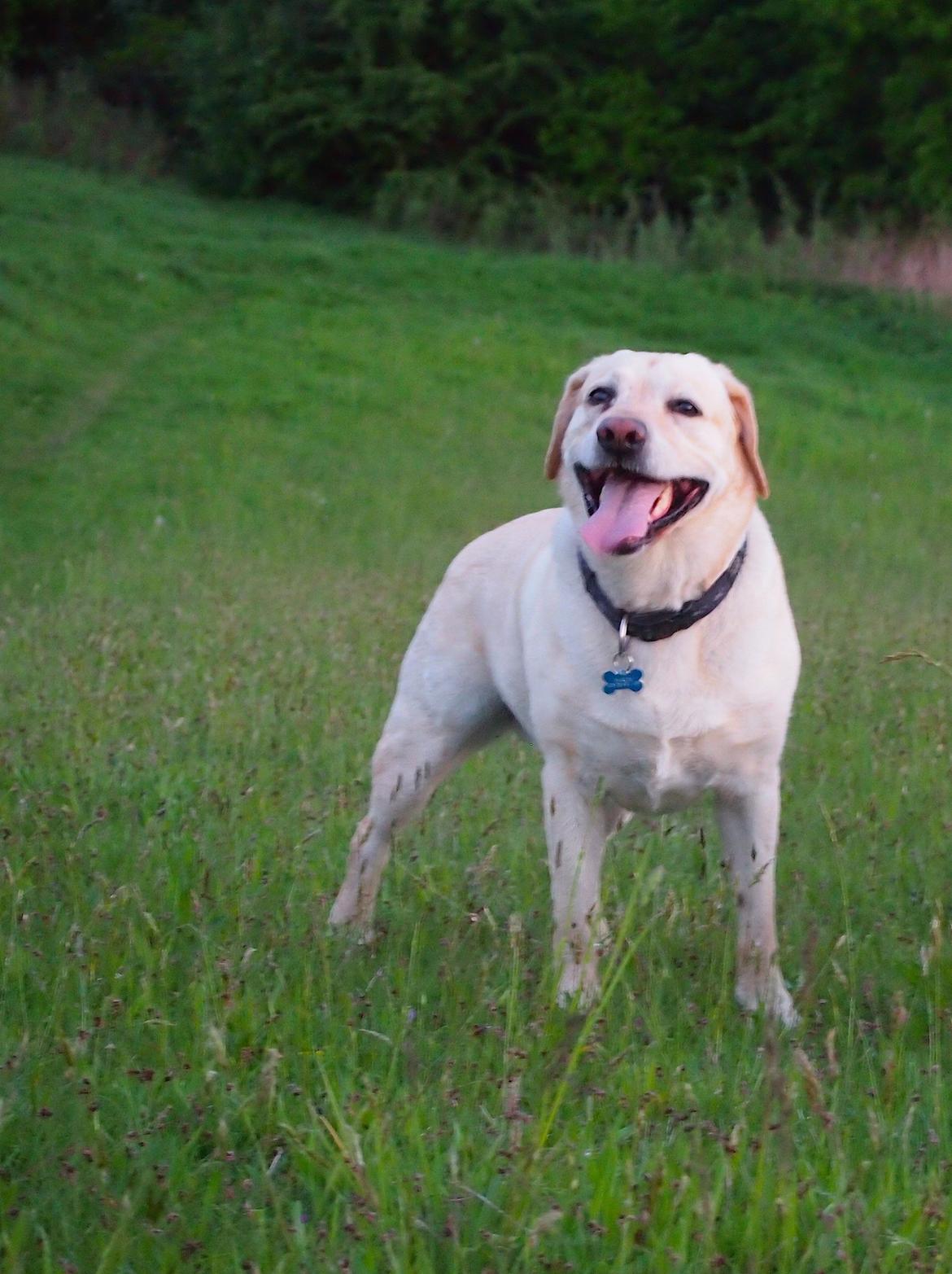 Labrador retriever Woody billede 14