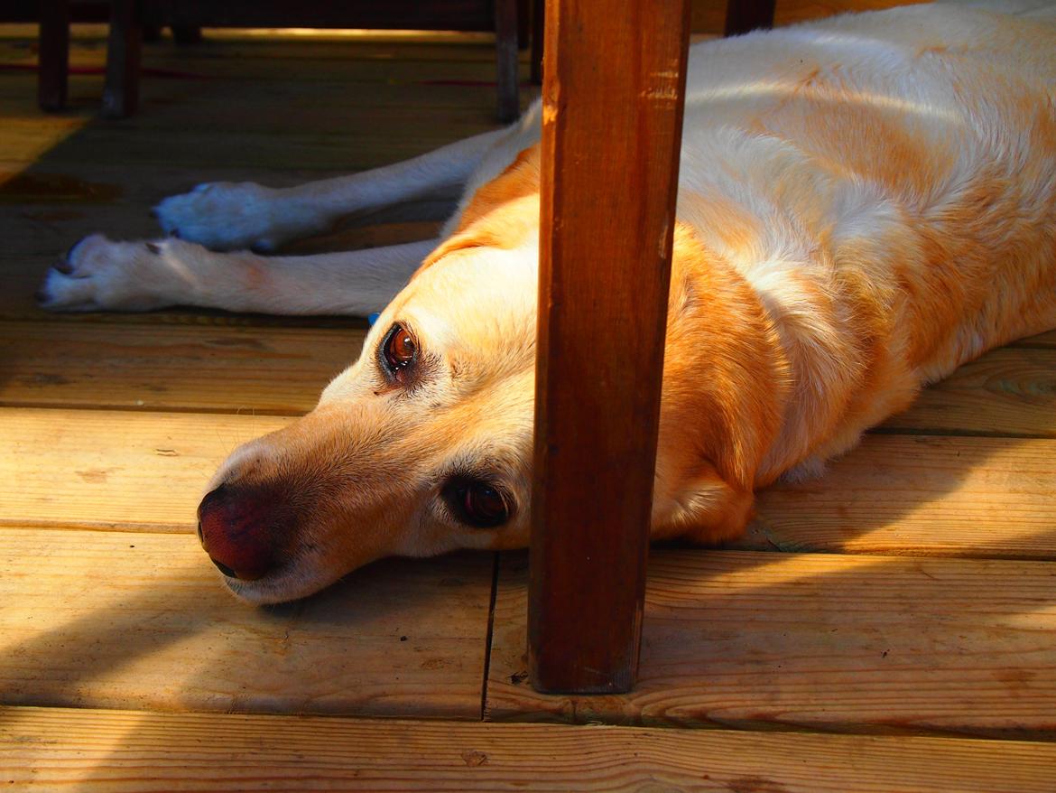 Labrador retriever Woody billede 15