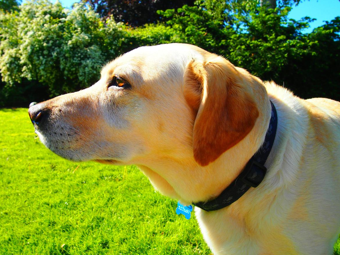 Labrador retriever Woody billede 5