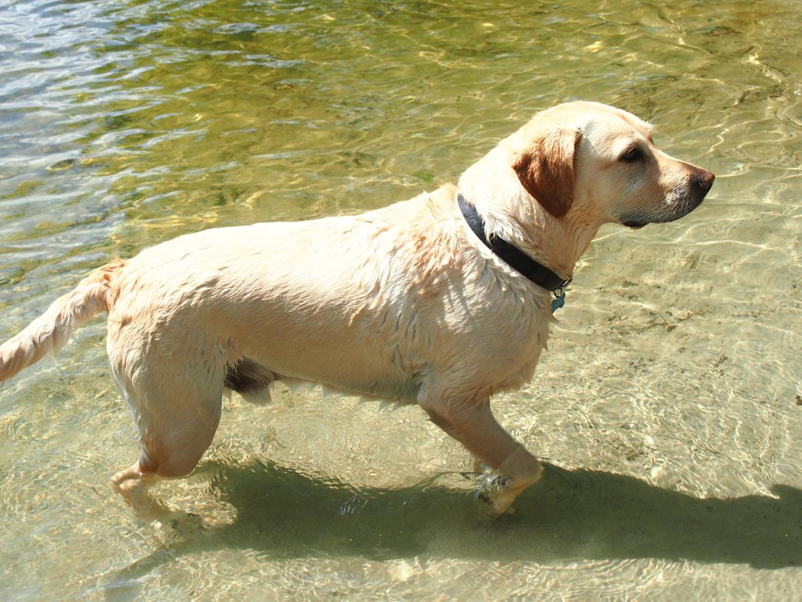 Labrador retriever Woody billede 3