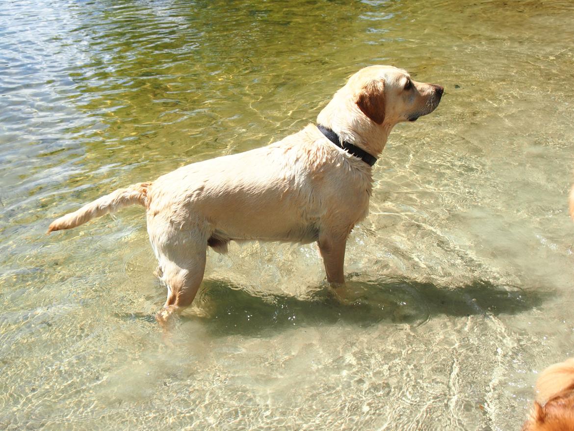 Labrador retriever Woody billede 16