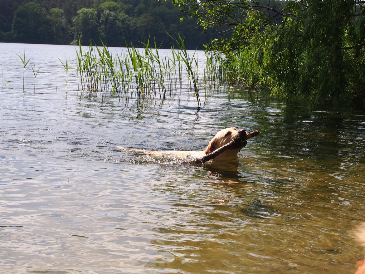 Labrador retriever Woody billede 4