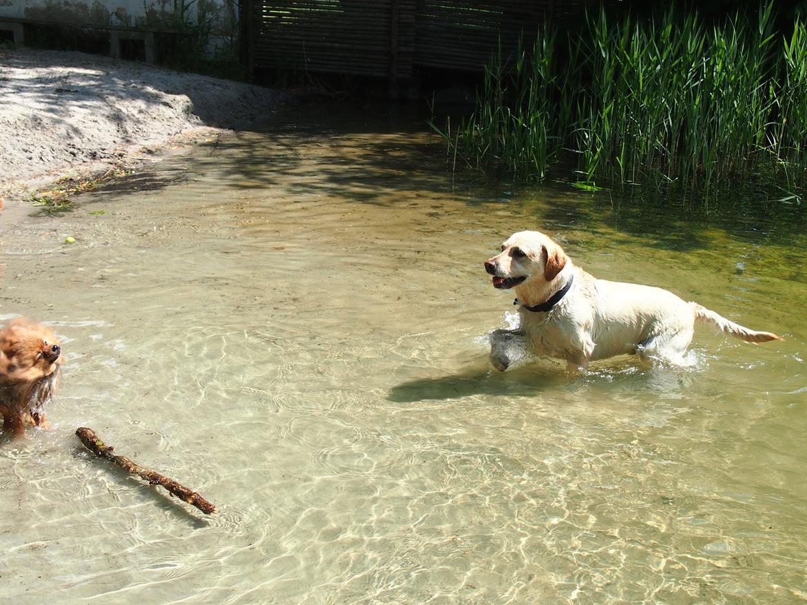 Labrador retriever Woody billede 7