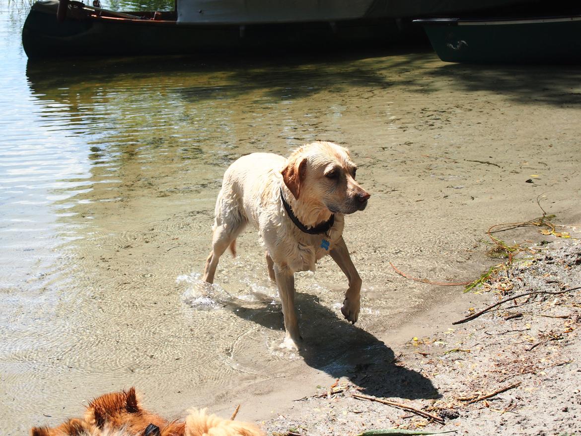 Labrador retriever Woody billede 2