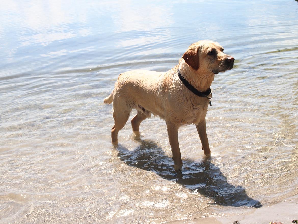 Labrador retriever Woody billede 1