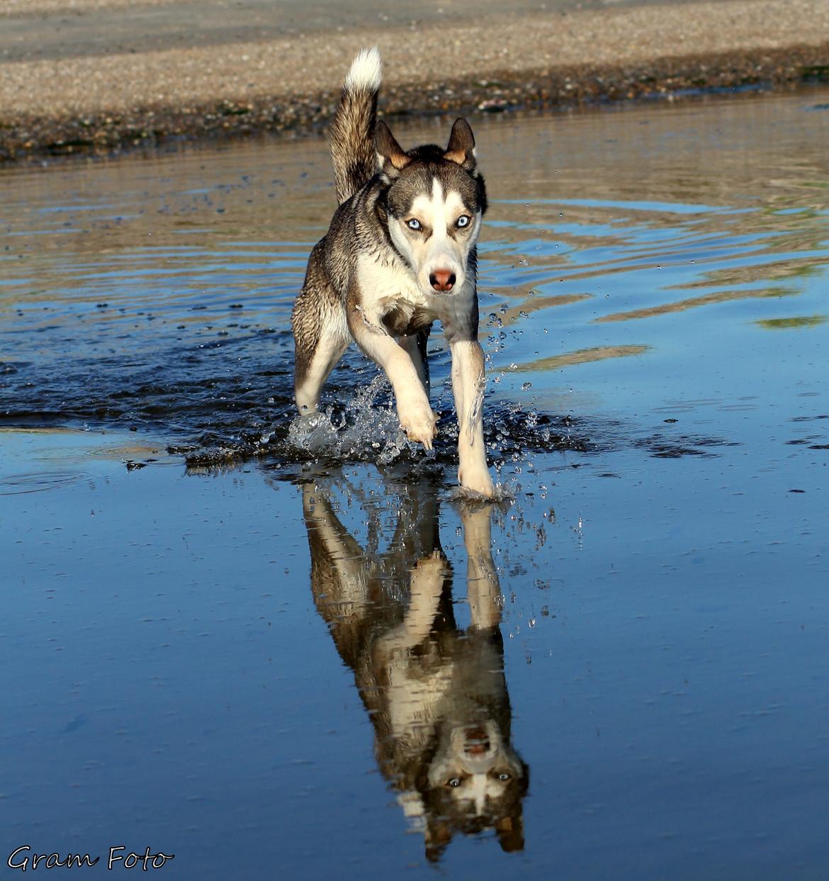 Blanding af racer Trinity billede 18