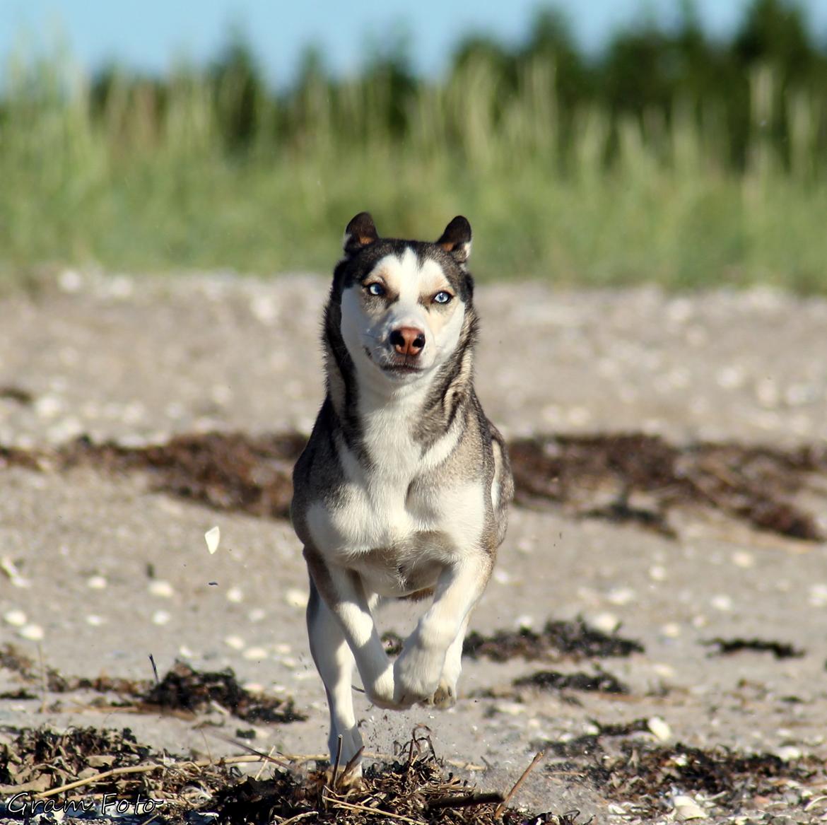 Blanding af racer Trinity billede 19
