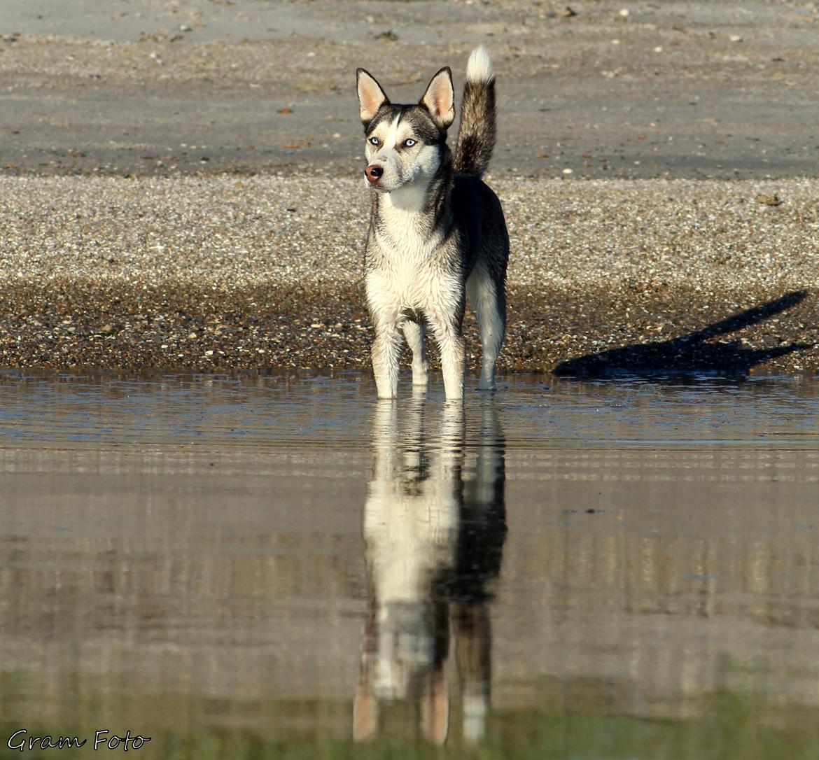 Blanding af racer Trinity billede 20