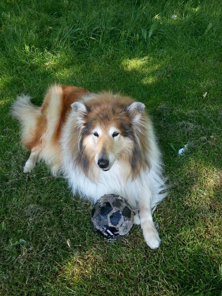 Collie langhåret Blanca - BOLD <3 billede 18