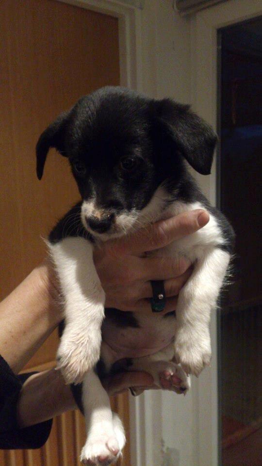 Blanding af racer Stixie - stixie 12 uger billede 1