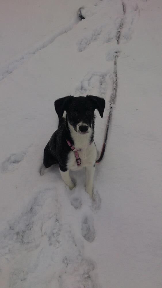 Blanding af racer Stixie billede 2