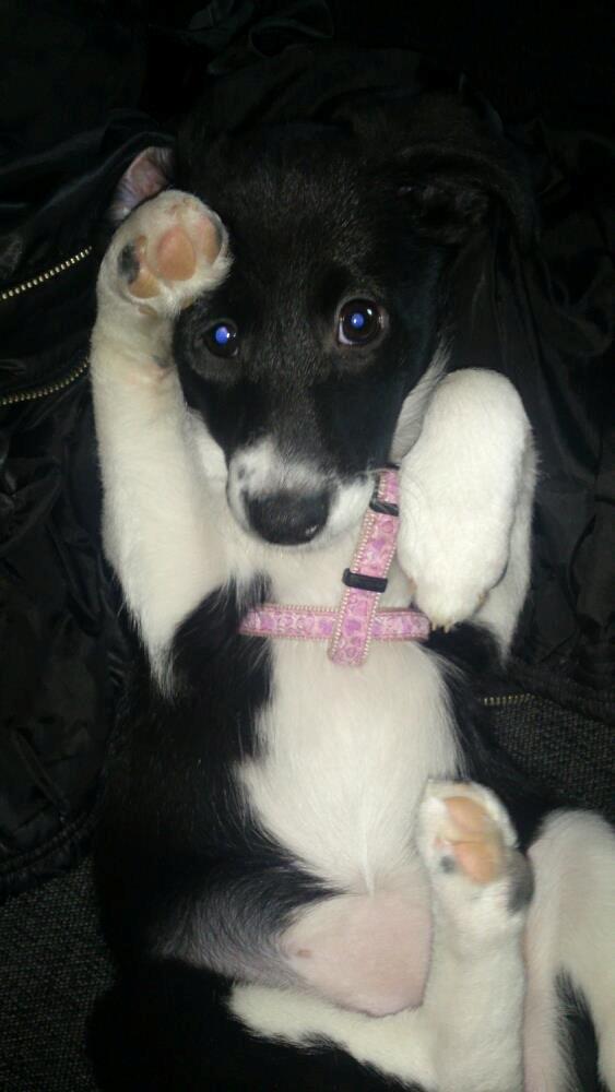 Blanding af racer Stixie billede 3