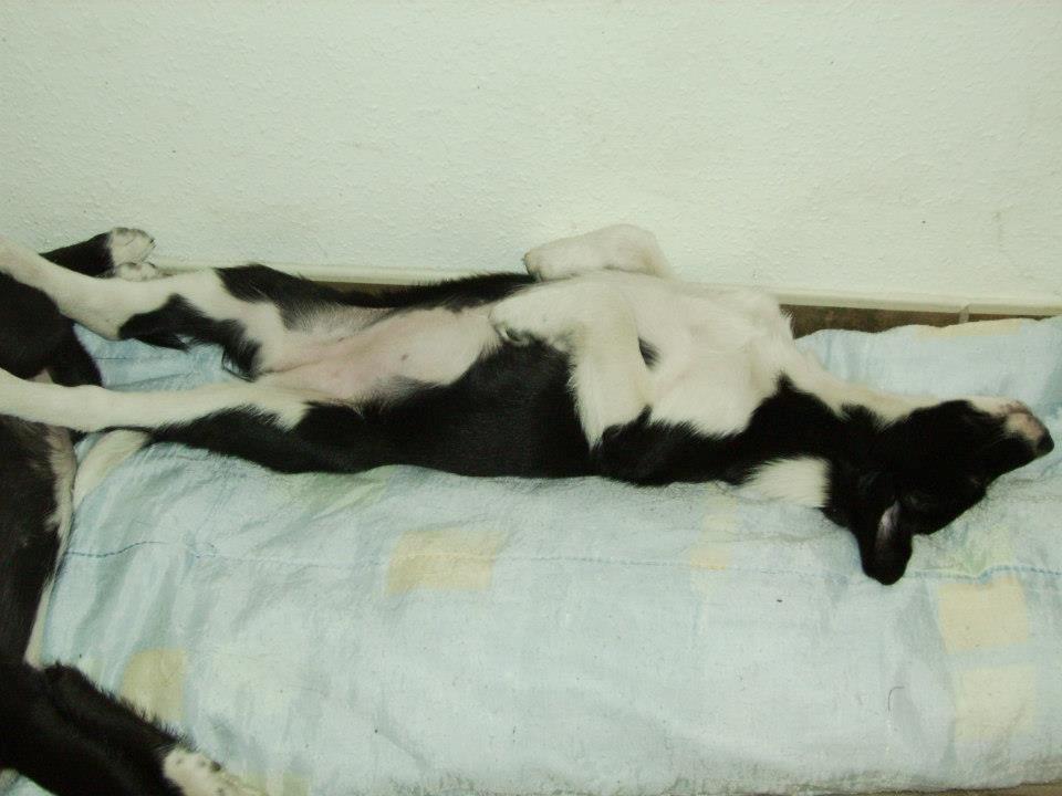 Blanding af racer Stixie billede 4