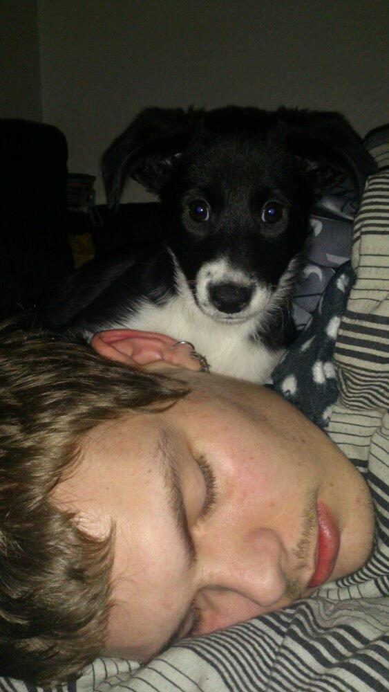 Blanding af racer Stixie billede 5