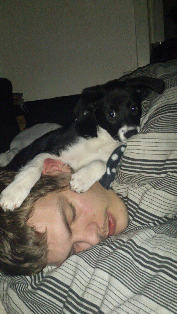 Blanding af racer Stixie billede 6