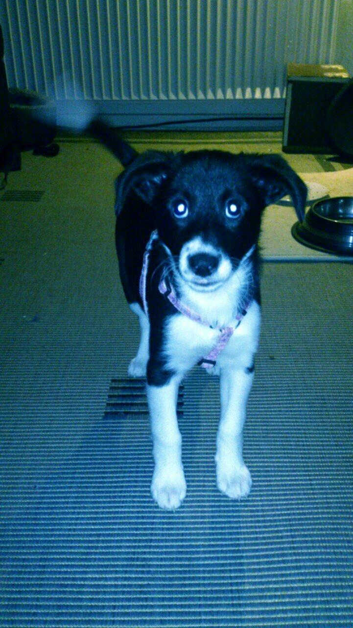 Blanding af racer Stixie billede 7