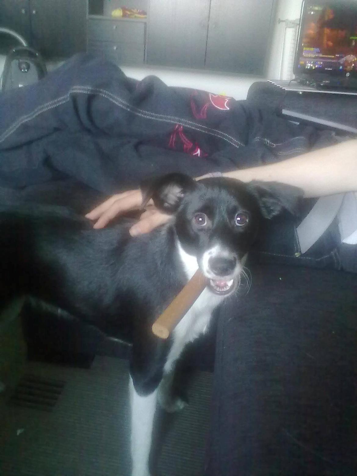 Blanding af racer Stixie billede 8