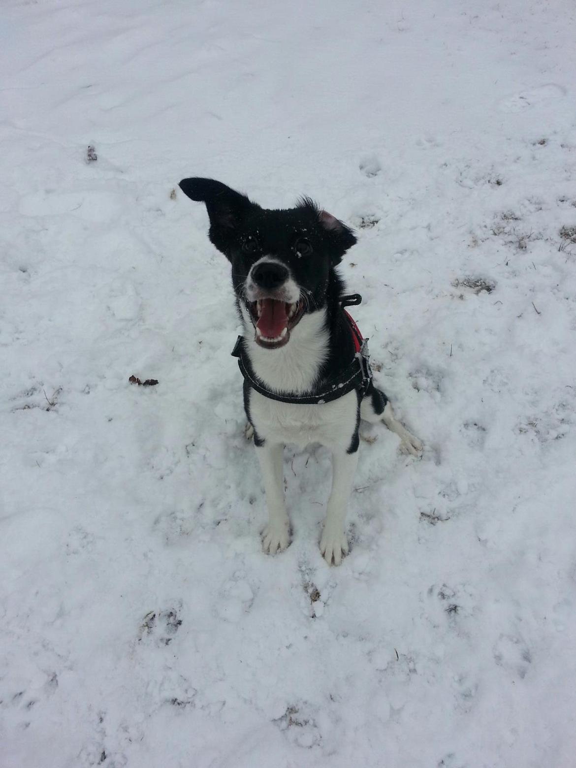 Blanding af racer Stixie billede 9