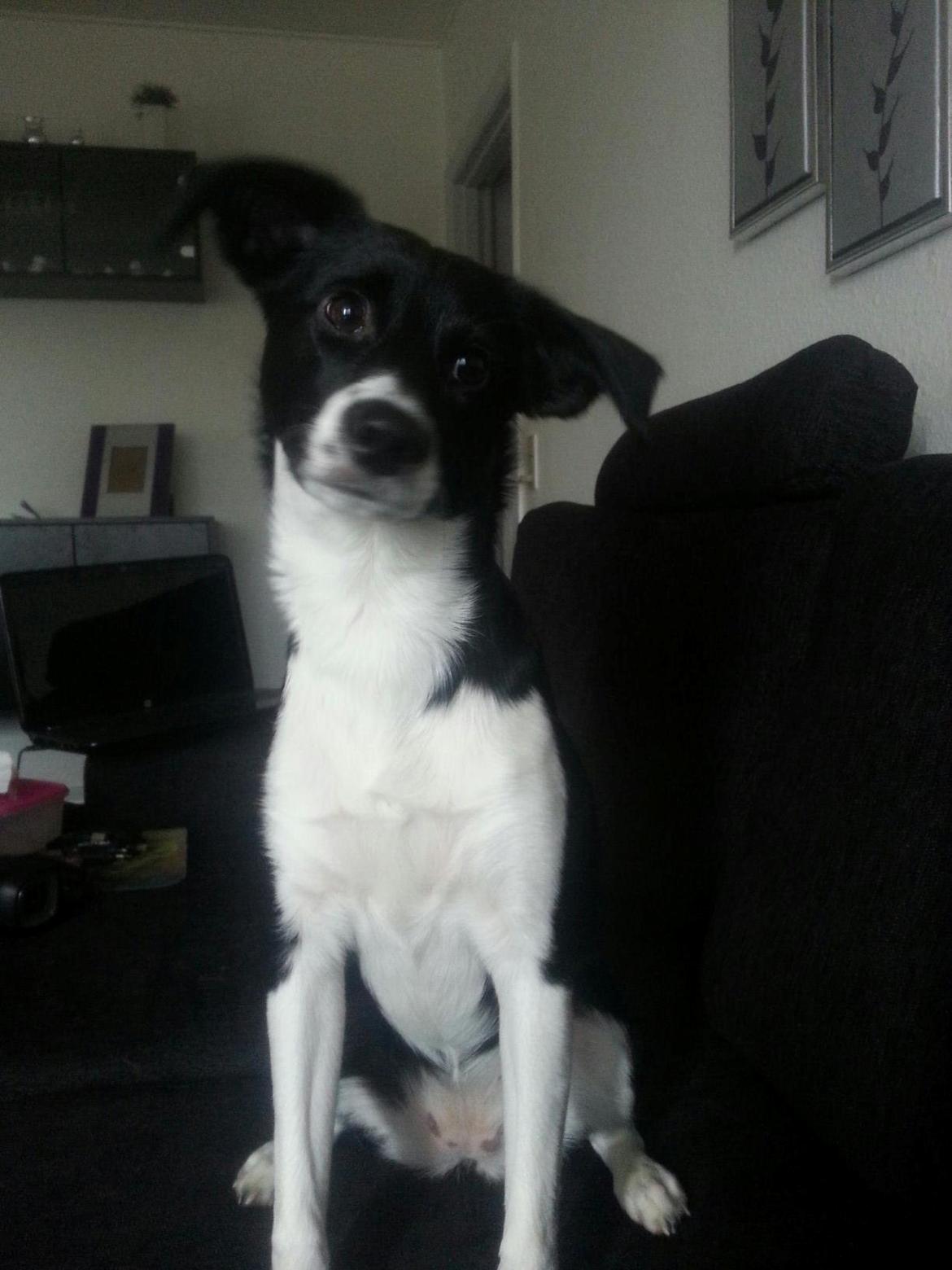 Blanding af racer Stixie billede 10