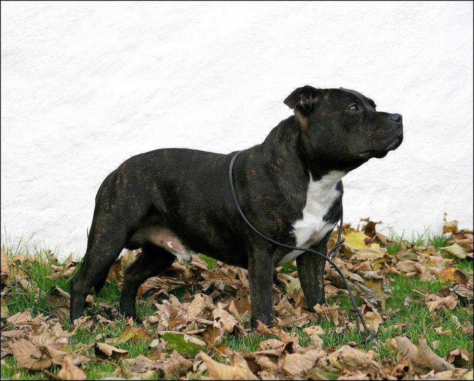 Staffordshire bull terrier Enzo - 2½ år gammel  billede 22