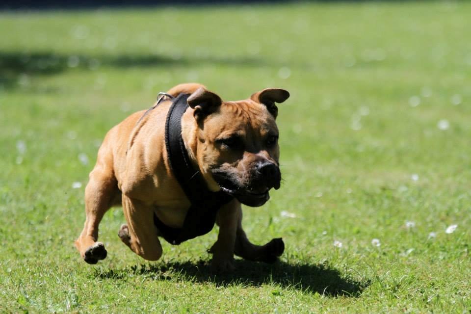Staffordshire bull terrier KBHV2015 Wenk Staff' s King In A Corner aka Elo - lure race billede 32