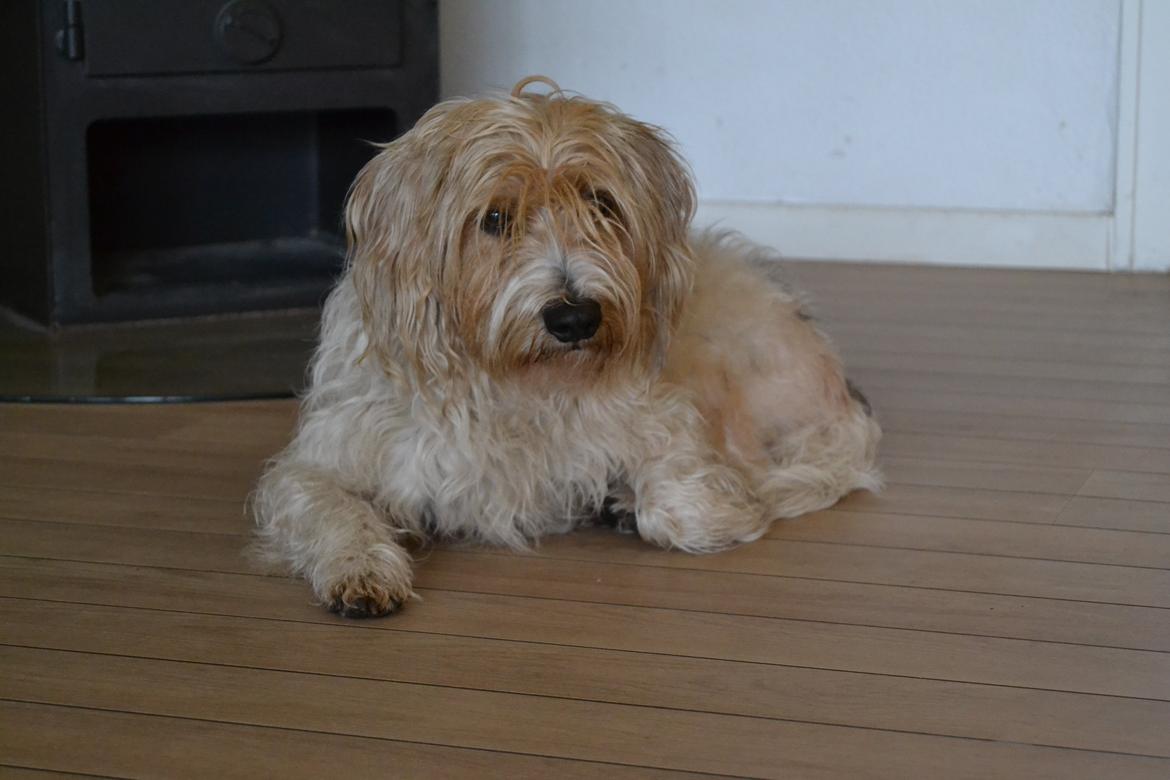 Blanding af racer Pjuske - Velkommen til Pjuske's profil!:) billede 4