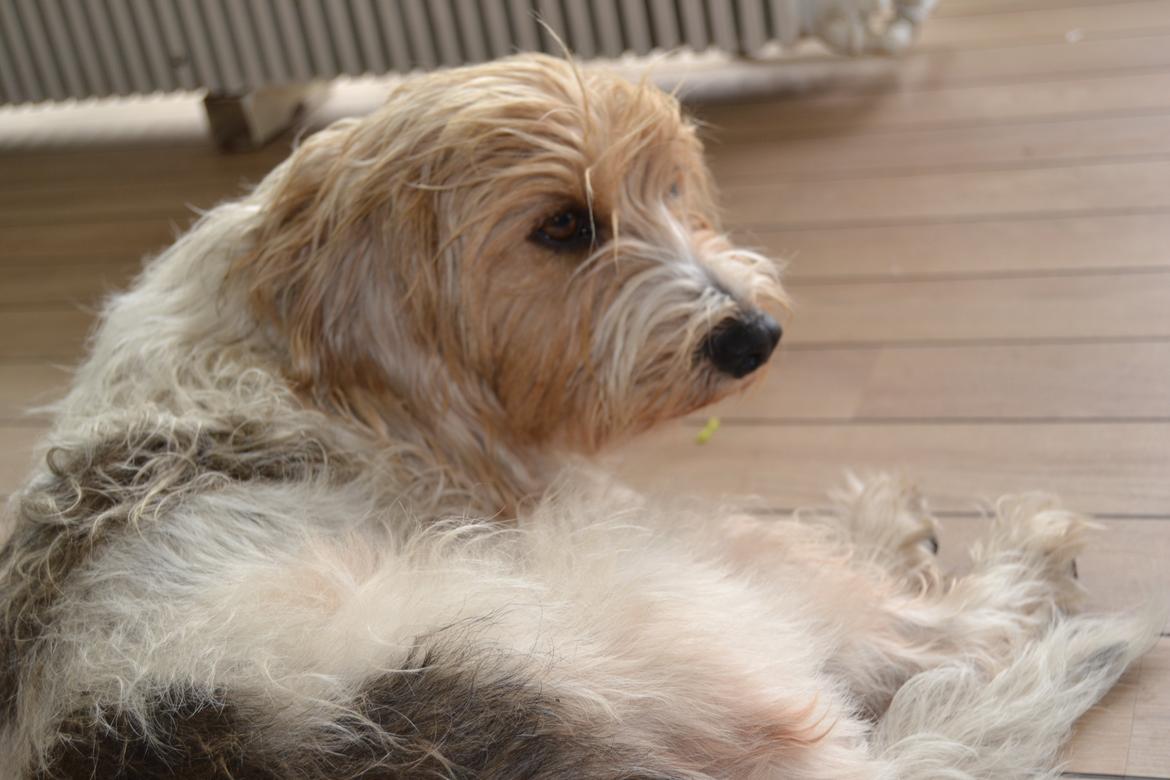 Blanding af racer Pjuske billede 9