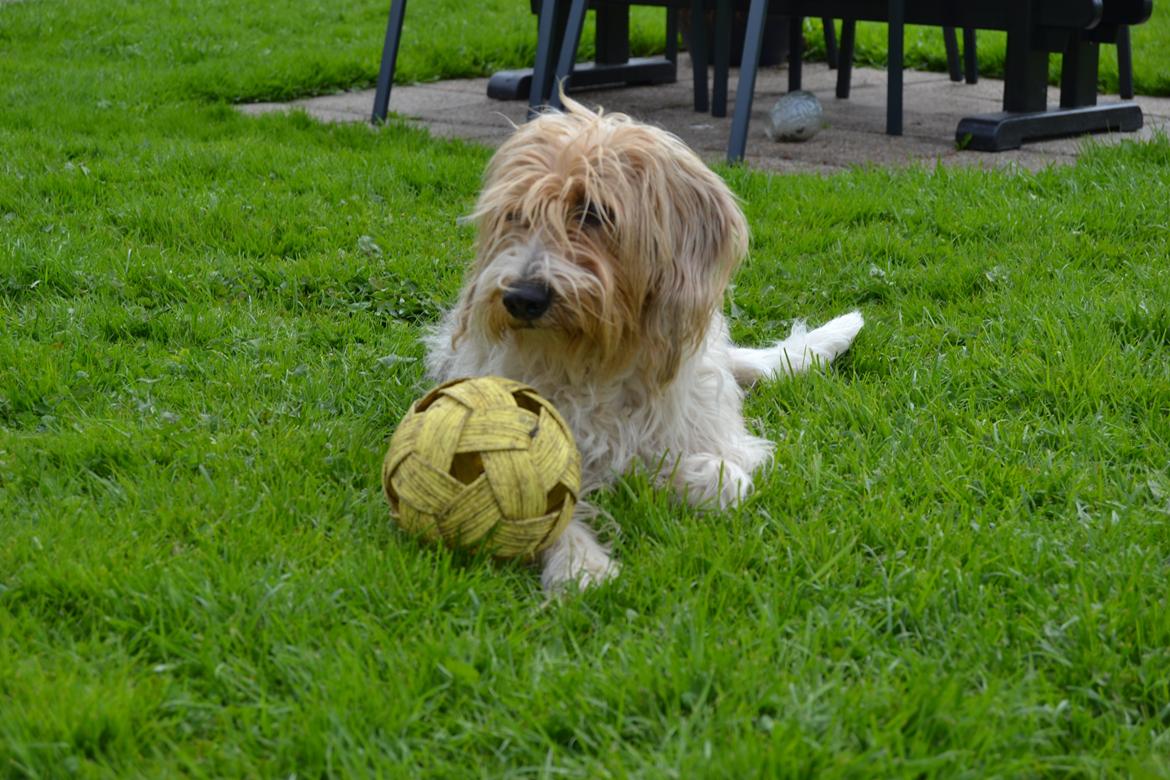 Blanding af racer Pjuske billede 10