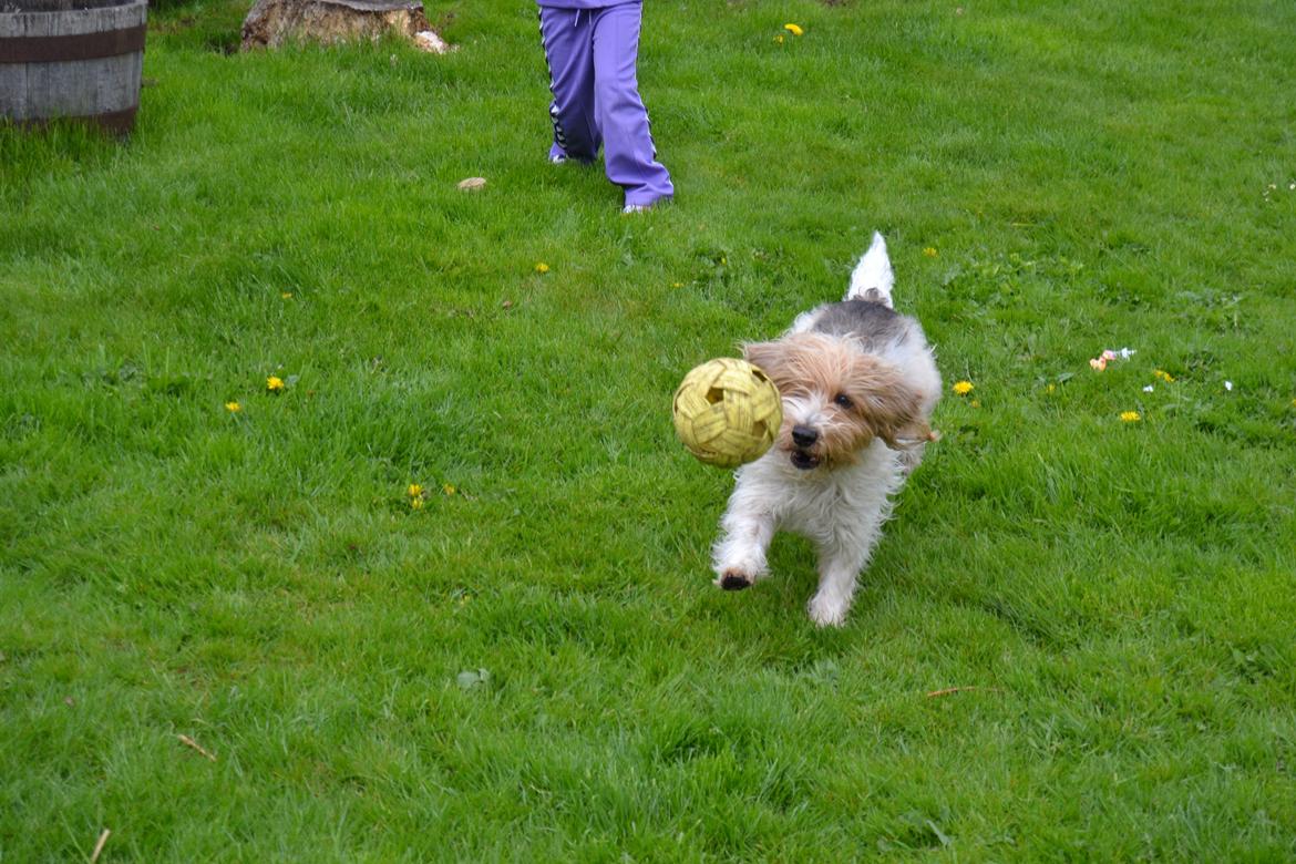 Blanding af racer Pjuske billede 11