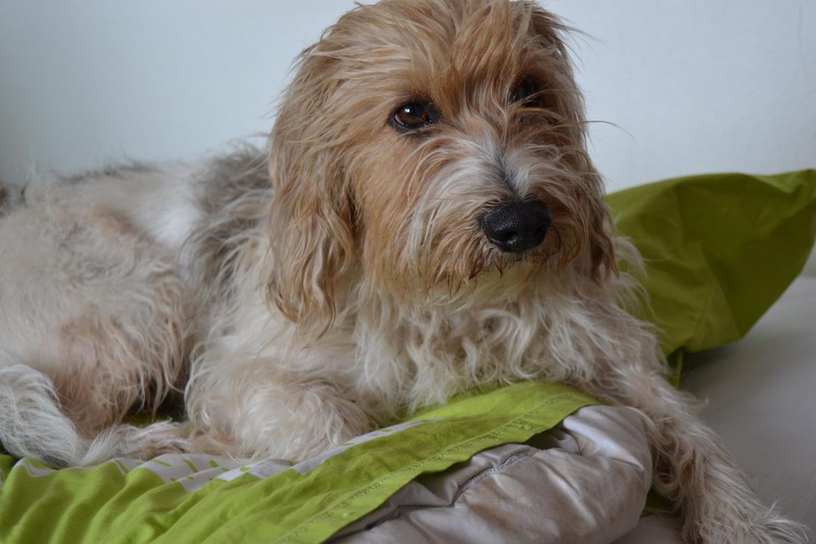 Blanding af racer Pjuske billede 12