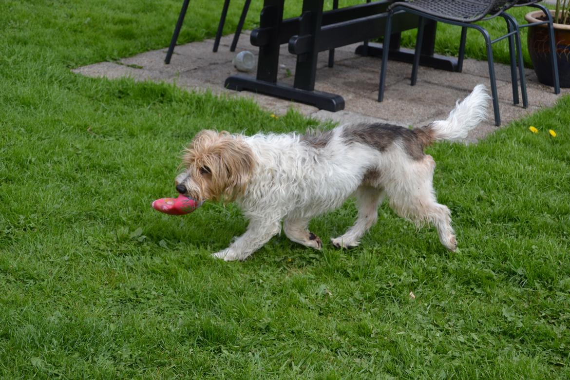 Blanding af racer Pjuske billede 13