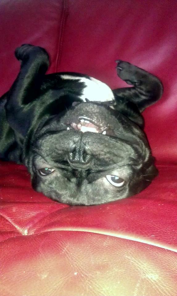 Fransk bulldog Lille Ibsen billede 1