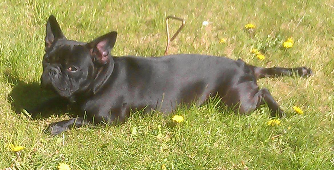 Fransk bulldog Lille Ibsen billede 2