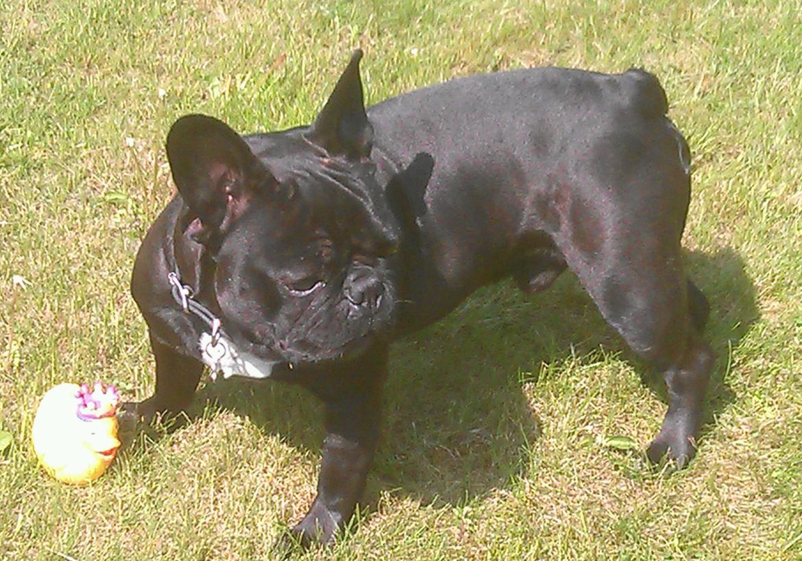 Fransk bulldog Lille Ibsen billede 3