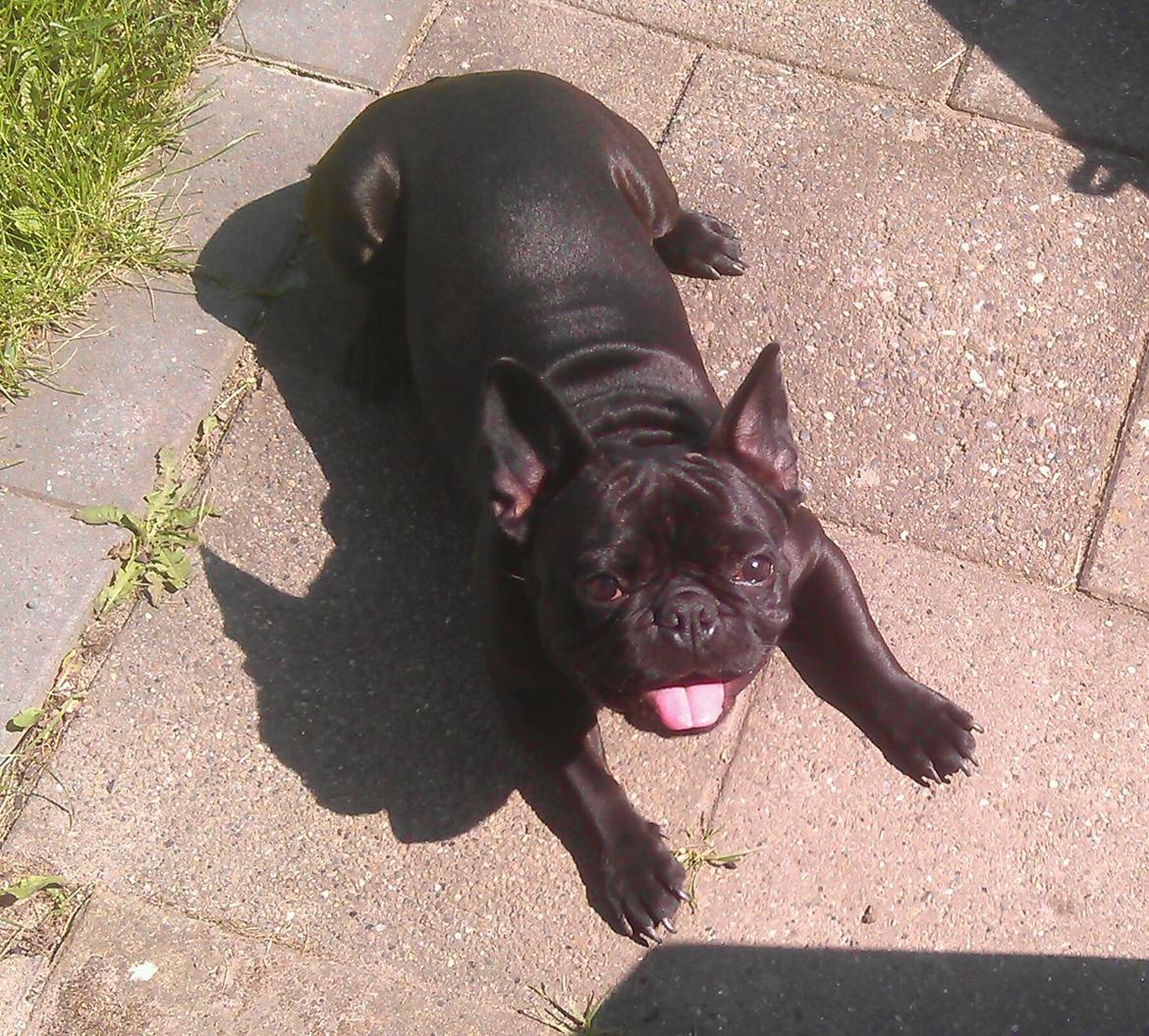 Fransk bulldog Lille Ibsen billede 4