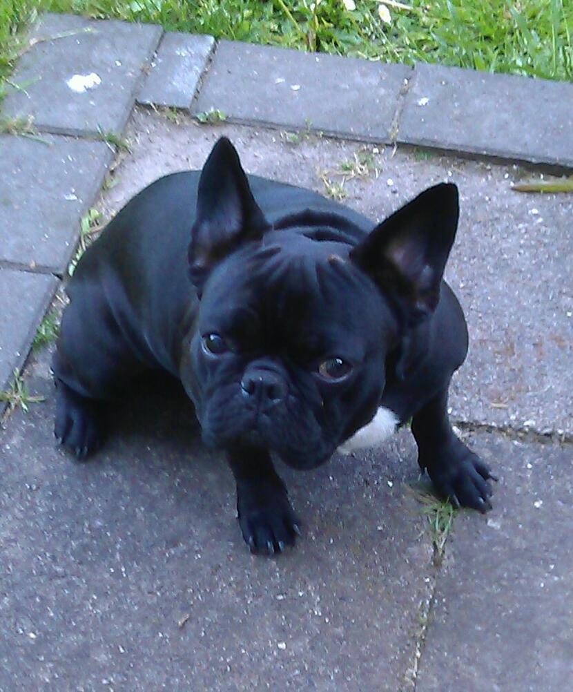 Fransk bulldog Lille Ibsen billede 5